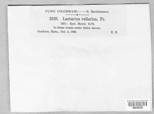 Lactifluus vellereus image